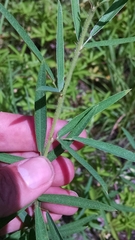 Desmodium sessilifolium