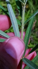 Desmodium sessilifolium