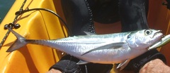 Megalaspis cordyla