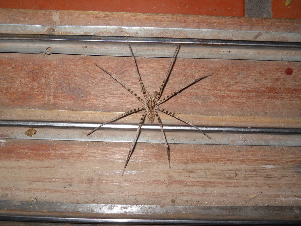 Xenoctenus unguiculatus