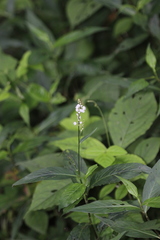 Persicaria japonica