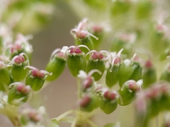 Perideridia parishii