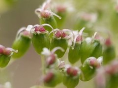 Perideridia parishii