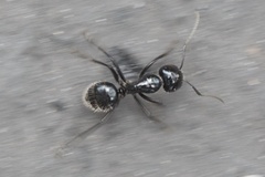 Camponotus laevissimus
