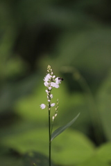 Persicaria japonica