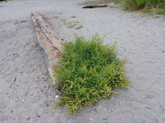 Rumex triangulivalvis
