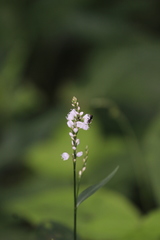 Persicaria japonica