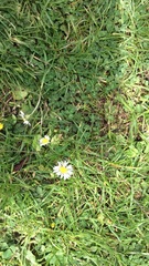 Bellis perennis