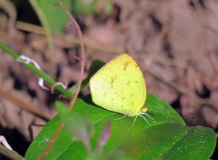 Eurema desjardinsii