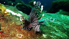 Pterois