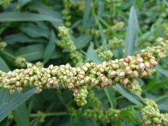 Rumex triangulivalvis