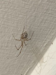 Parasteatoda tepidariorum