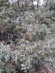 Juniperus scopulorum
