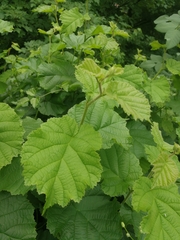 Corylus avellana