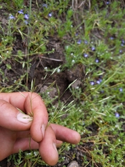 Deschampsia danthonioides