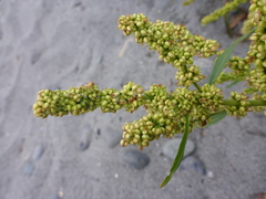 Rumex triangulivalvis