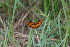 Byblia anvatara crameri