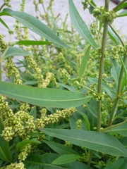 Rumex triangulivalvis