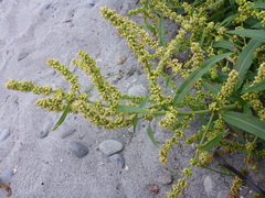 Rumex triangulivalvis