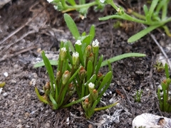 Limosella acaulis