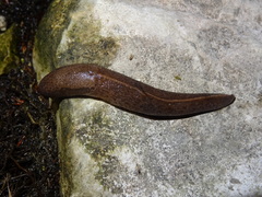 Limax dacampi