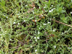 Plagiobothrys bracteatus