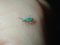 Phyllobius roboretanus