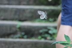 Aporia gigantea