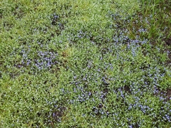 Plagiobothrys bracteatus