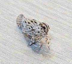 Cedusa maculata