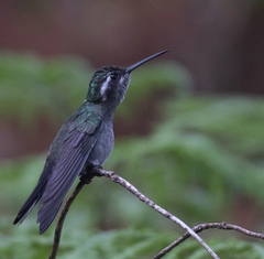 Lampornis amethystinus