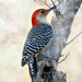 Red-bellied Woodpecker - Photo (c) Virginia (Ginny) Sanderson, some rights reserved (CC BY-NC-ND)