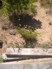 Juniperus communis depressa