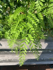 Gleditsia triacanthos