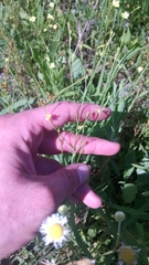 Linum medium texanum