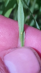 Linum medium texanum
