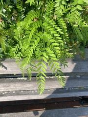Gleditsia triacanthos