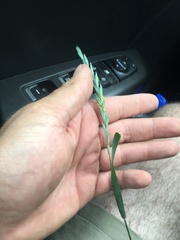 Elymus repens