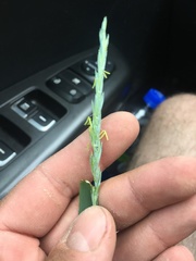 Elymus repens