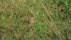 Ixobrychus involucris