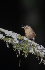 Troglodytes aedon brunneicollis