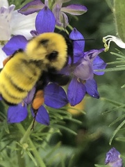 Bombus