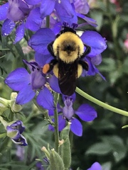 Bombus