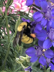 Bombus