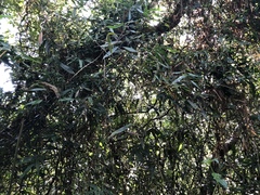 Schizostachyum diffusum