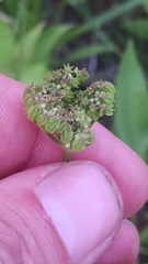 Thaspium trifoliatum flavum