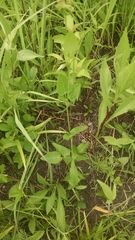 Thaspium trifoliatum flavum
