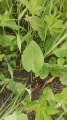 Thaspium trifoliatum flavum