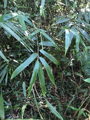 Schizostachyum diffusum