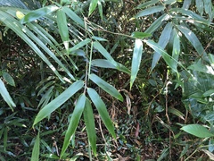 Schizostachyum diffusum
